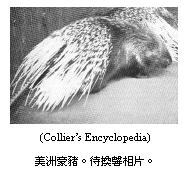 ���ַ��K:  
(Collier��s Encyclopedia)
���޺��i�����Qܰ��Ƭ��

